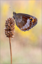 Graubindiger Mohrenfalter (Erebia aethiops) 19