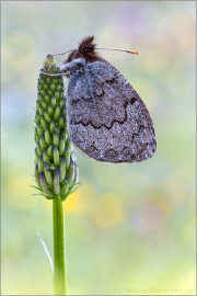 Graubrauner Mohrenfalter 04 (Erebia pandrose)