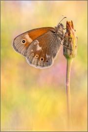Großes Wiesenvögelchen (Coenonympha tullia) 12