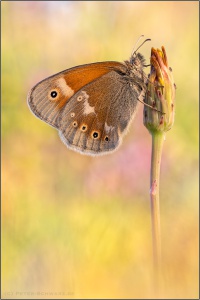 Großes Wiesenvögelchen (Coenonympha tullia) 12