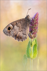 Kleine Rostbinde (Hipparchia statilinus) 04