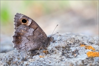 Kleine Rostbinde (Hipparchia statilinus) 05