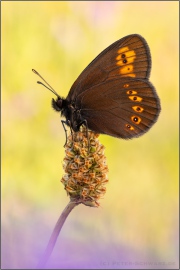 Mandeläugiger Mohrenfalter (Erebia alberganus) 26