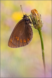 Mandeläugiger Mohrenfalter (Erebia alberganus) 25