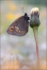 Mandeläugiger Mohrenfalter (Erebia alberganus) 05