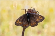 Mandeläugiger Mohrenfalter (Erebia alberganus) 06