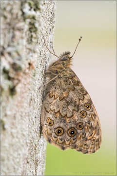 Mauerfuchs (Lasiommata megera) 08