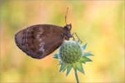 Blauäugiger Waldportier (Minois dryas) 09