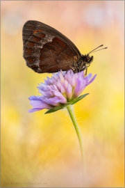 Graubindiger Mohrenfalter (Erebia aethiops) 22