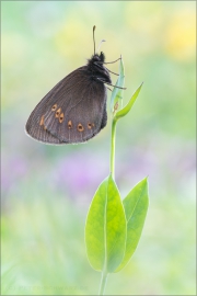 Mandeläugiger Mohrenfalter (Erebia alberganus) 01