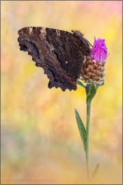 Großer Fuchs (Nymphalis polychloros) 11