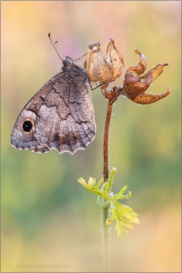 Kleine Rostbinde (Hipparchia statilinus) 06