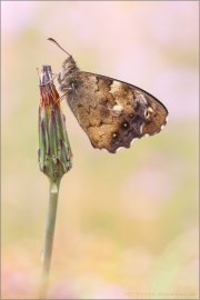 Waldbrettspiel (Pararge aegeria) 08