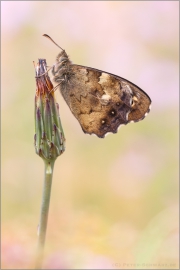 Waldbrettspiel (Pararge aegeria) 08