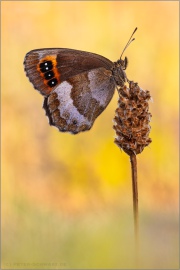 Graubindiger Mohrenfalter (Erebia aethiops) 21