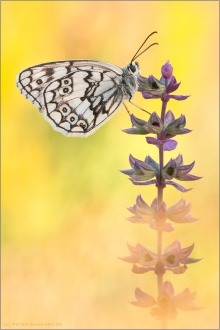 Balkan Schachbrett (Melanargia larissa) 01