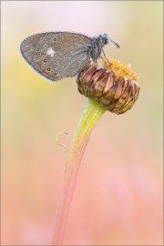 Rotbraunes Wiesenvögelchen 01 (Coenonympha glycerion)