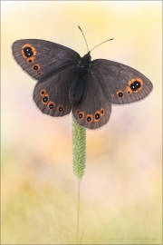 Rundaugen-Mohrenfalter Raupe (Erebia medusa) 10