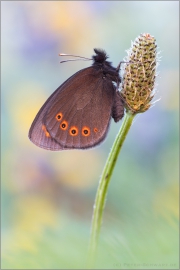 Rundaugen-Mohrenfalter (Erebia medusa) 02