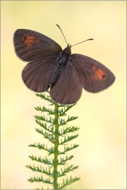 Schweizer Schillernder Mohrenfalter (Erebia tyndarus) 02