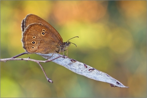 Brauner Waldvogel 02 (Aphantopus hyperantus)