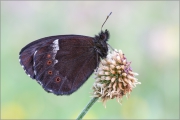 Weißbindiger Mohrenfalter 01 (Erebia ligea)