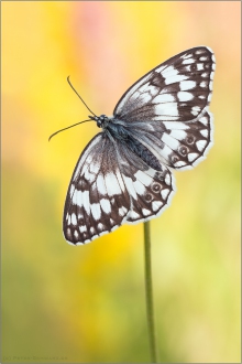 Balkan Schachbrett (Melanargia larissa) 02