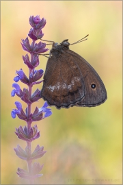 Blauäugiger Waldportier (Minois dryas) 06