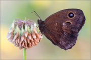 Blauäugiger Waldportier (Minois dryas) 01