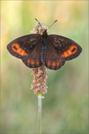 Quell-Mohrenfalter (Erebia pronoe) 02