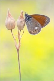 Rotbraunes Wiesenvögelchen (Coenonympha glycerion) 02