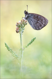 Schweizer Schillernder Mohrenfalter (Erebia tyndarus) 01