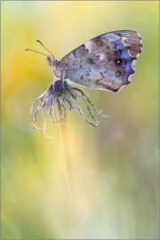 Waldbrettspiel (Pararge aegeria) 02