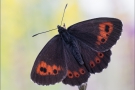 Weißbindiger  Mohrenfalter (Erebia ligea) 03