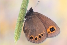 Rundaugen-Mohrenfalter Raupe (Erebia medusa) 09