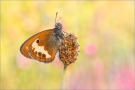 Weißbindiges Wiesenvögelchen (Coenonympha arcania) 17