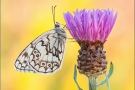 Balkan Schachbrett (Melanargia larissa) 05