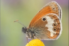 Weißbindiges Wiesenvögelchen (Coenonympha arcania) 02