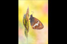 Weißbindiges Wiesenvögelchen (Coenonympha arcania) 01