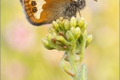 Weißbindiges Wiesenvögelchen (Coenonympha arcania) 18
