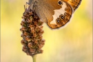 Weißbindiges Wiesenvögelchen (Coenonympha arcania) 16