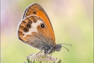 Weißbindiges Wiesenvögelchen (Coenonympha arcania) 03