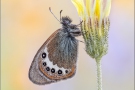 Alpen-Wiesenvögelchen (Coenonympha gardetta) 05