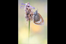 Alpen-Wiesenvögelchen (Coenonympha gardetta) 04