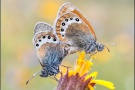 Alpen-Wiesenvögelchen (Coenonympha gardetta) 07