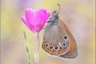 Spanisches Rotbraunes Wiesenvögelchen (Coenonympha iphioides) 10