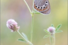 Spanisches Rotbraunes Wiesenvögelchen (Coenonympha iphioides) 11