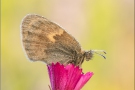 Kleines Wiesenvögelchen 08 (Coenonympha pamphilus)