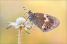 Großes Wiesenvögelchen (Coenonympha tullia) 09