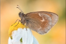 Großes Wiesenvögelchen (Coenonympha tullia) 10